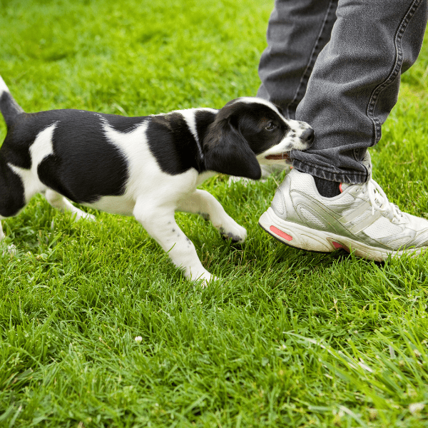 puppy biting hard