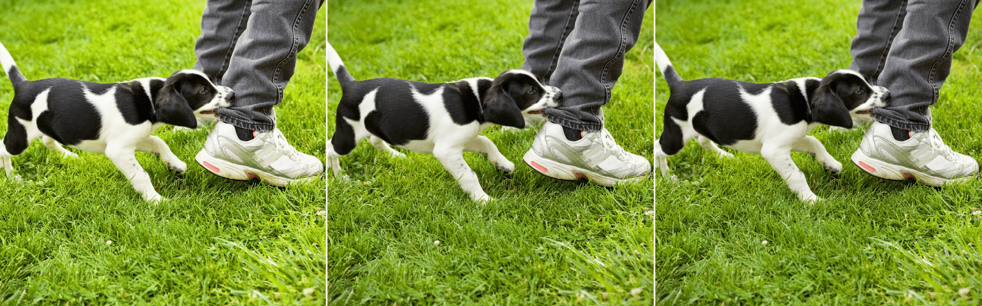 How to Fix Puppy Biting Hard | 11 Solutions for Alligator Teeth