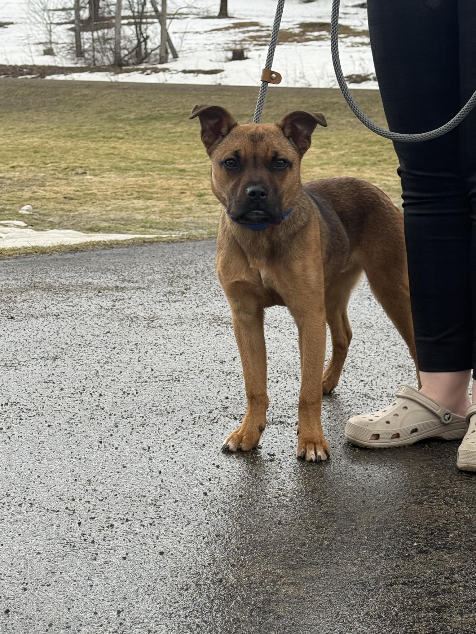 olean ny dog training