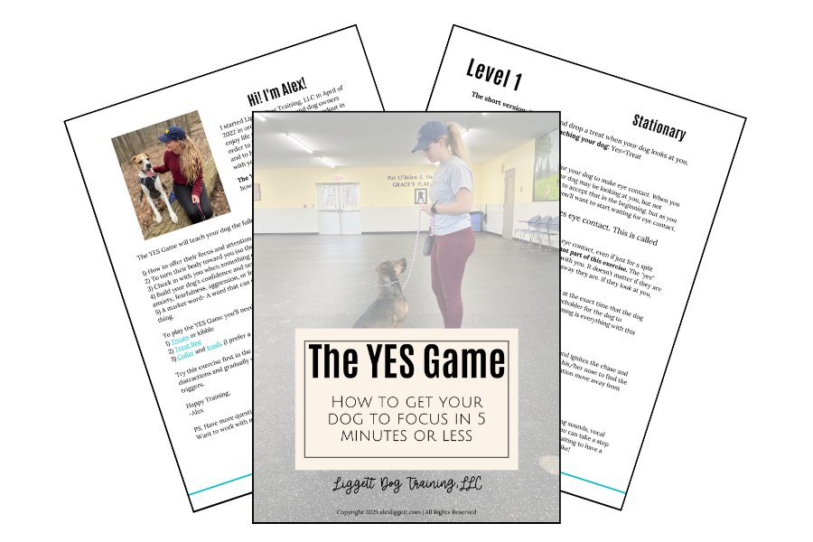 yes dog training game 